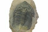 Large Zlichovaspis Trilobite - Healed Injury! #347784-5